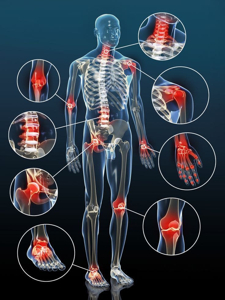 Anatomía de las Articulaciones